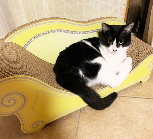 背もたれの穴を上手に活用♪ 寛ぐまめちゃん