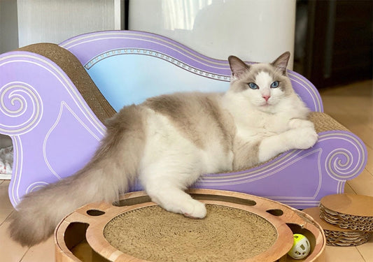 1歳のお誕生日にあなた色? ラグドールのニール君