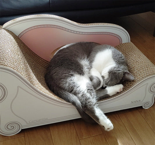 日だまりでお昼寝。ブリティッシュショートヘアのセイシロウ君