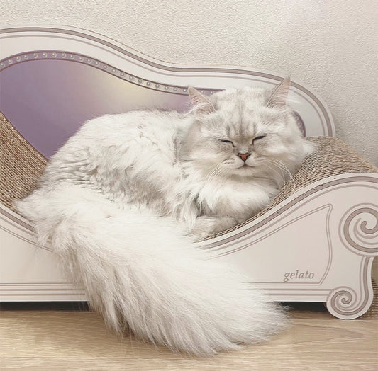 カリカリーナの上が定位置に? チンチラシルバーのジェラート君