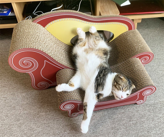 2台目のカリカリーナで完全リラックス? マンチカンのしゅわ君