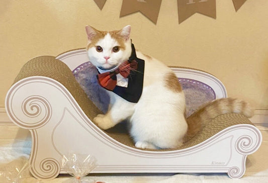 1才のお誕生日にLuce? マンチカンのKinaco君