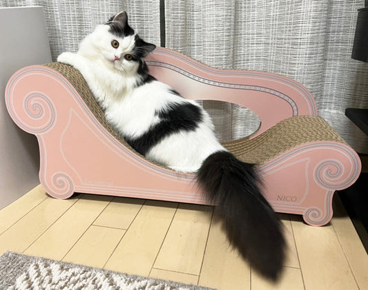 3日目から乗るように♪　慎重派のNICOちゃん