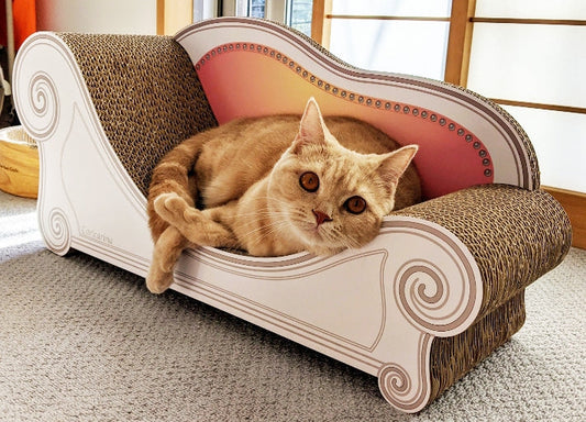 届いてすぐに、寛いだり爪を研いだり♪マンチカンのなぎちゃん