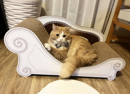 初日から爪を研いだり、座ったり。マンチカンのムギ君