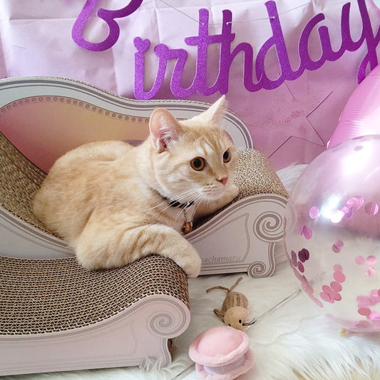 1歳のお誕生日にスツールをプラス♪ マンチカンの茶々丸君