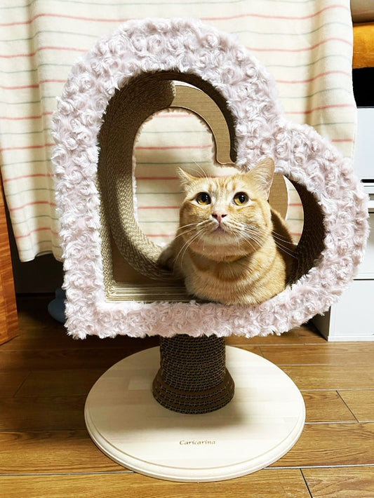 開封途中で飛び乗るほどValentinoが気に入った、マンチカンのポンちゃん