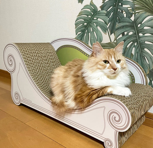 Basicですぐにくつろいだ ニャニ君
