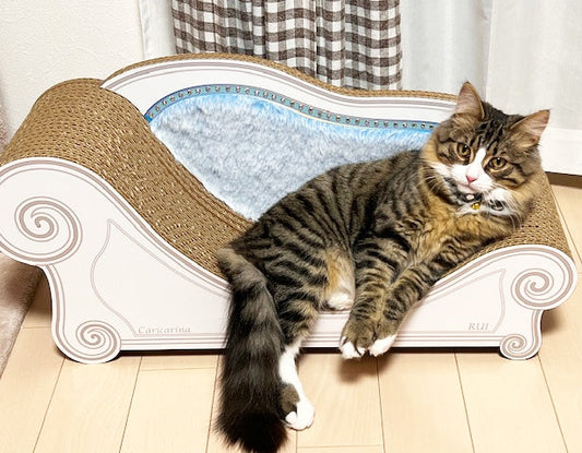 爪研ぎして寛ぐのが朝のルーティン。ノルウェージャンフォレストキャットのルイ君