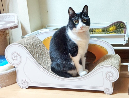 黒い毛並みにゴールドイエローがお似合いのひめちゃん