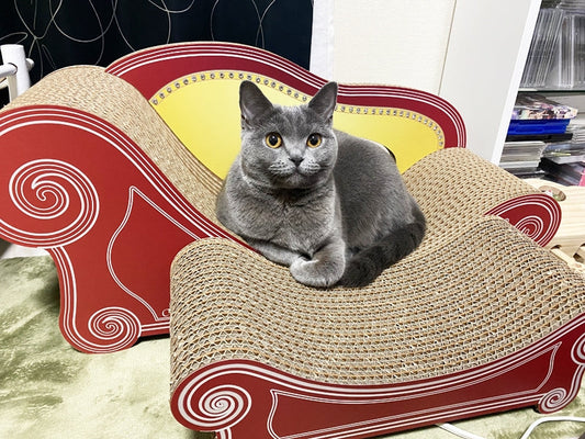 Basicはくつろぎの場所。ブリティッシュショートヘアーのルナちゃん