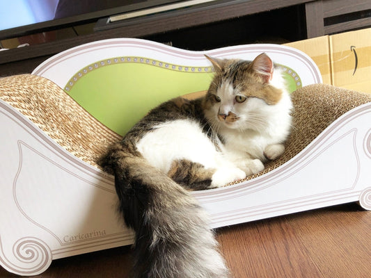 毎朝、爪を研いで座るのが日課♪マンチカンのちくわ君