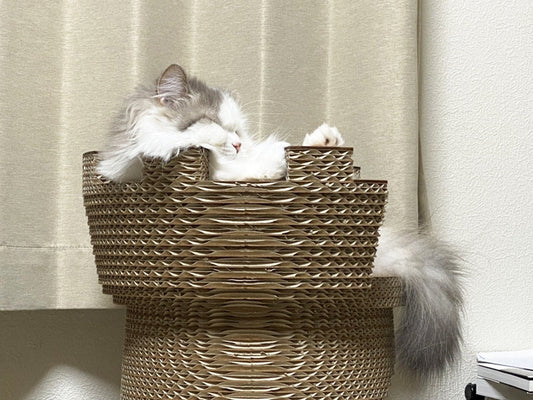 タワーから離れないほどお気に入り?スコティッシュフォールドのチャッピー君