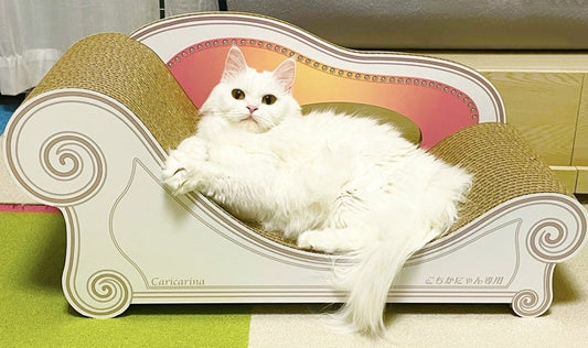 新しいBasicもお気に入り！長時間くつろぐ、こちかにゃんちゃん