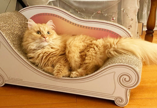 Basicで気持ちよさそうにお昼寝。マンチカンのメイちゃん