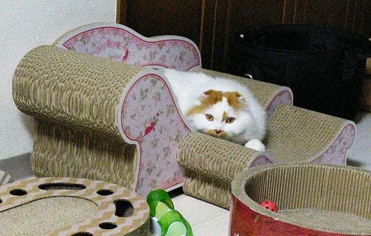 Fioreスツールセットでくつろぐ、スコティッシュフォールドのサン太君