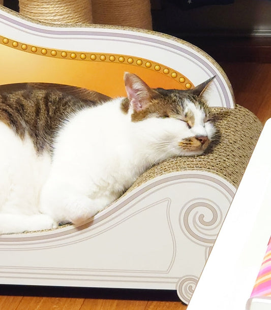 引っ越し後のお誕生日にプレゼント♪ Basicでくつろぐすずちゃん