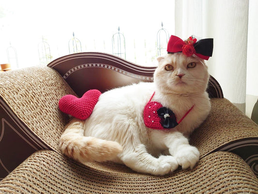 あなた色のソファーがとってもお気に入り。スコティッシュフォールドのくぅ君