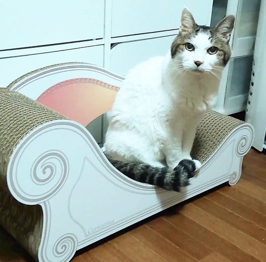 Basicでくつろいだり爪をといだり。19歳になったケイゴ君