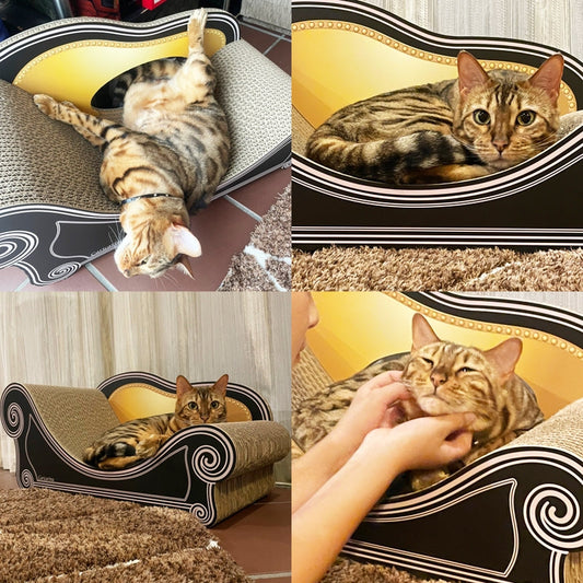 寛いだり背もたれの穴で遊んだり。ベンガルのキャロルちゃん