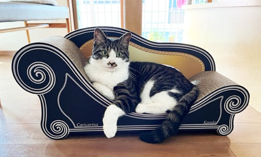 王様みたいにリラックス。Basicで寛ぐこすけ君