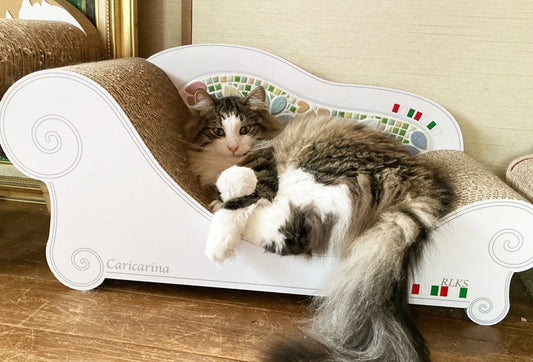 coppoをようやく独り占め♪ノルウェージャンフォレストキャットのサスケ君