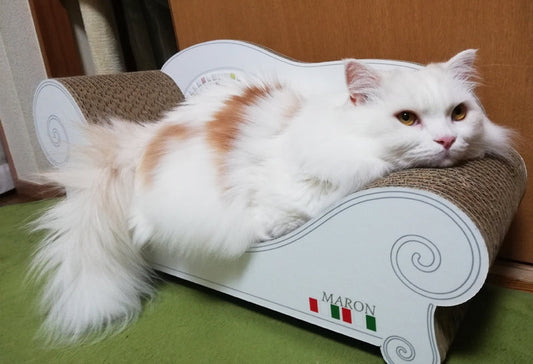 カリカリーナ大好きなマロン君。coppoでひんやり、まったり♪