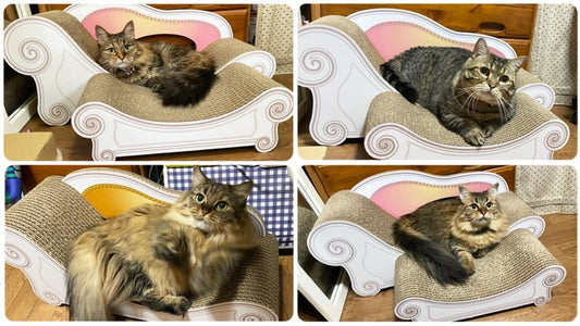 親子4匹でカリカリーナをシェア♪ミミちゃん、トト君、ララちゃん、チャチャ君