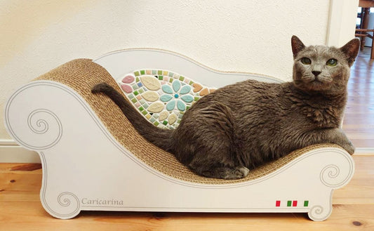 15歳のお誕生日プレゼントにcoppo。ロシアンブルーのリリーちゃん