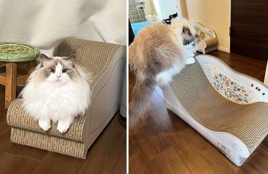 箱を開けたら早速爪とぎ！coppoがお気に入りのMochaちゃん