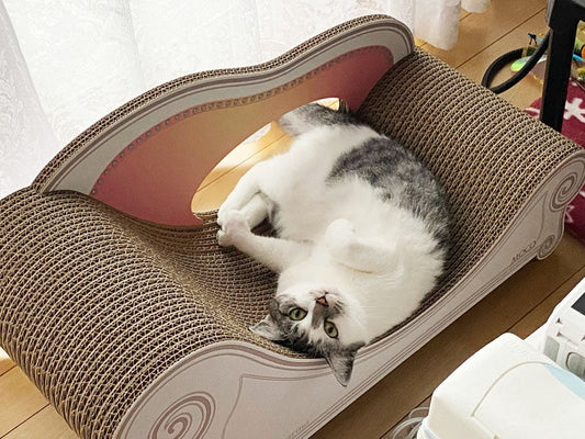 カリカリーナのくぼみでゴロゴロ♪毎日愛用中のもこちゃん