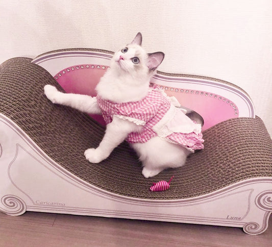 ピンクのソファーがお似合い? 4ヶ月のラグドール、ルナちゃん