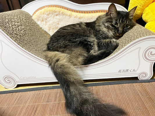 1日のほとんどはカリカリーナの上で。2台目のLuceもお気に入りの花次郎君