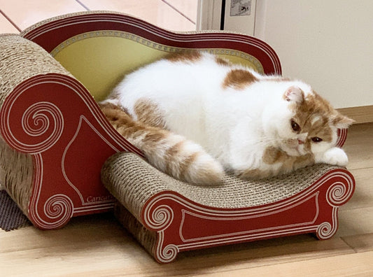 スツール追加で気持ちよさそうに寛ぐ、エキゾチックショートヘアの大吉君