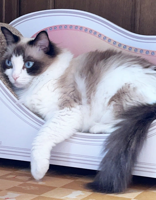 届いた日から毎日バリバリ♪ラグドールの桜ちゃん