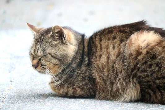 行方不明の猫を探す時に、押さえておきたいポイントはこれニャ！