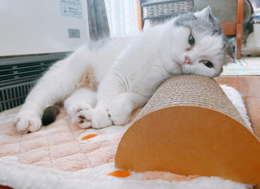 Legnoを枕にまったり♪スコティッシュフォールドのそらジローくん