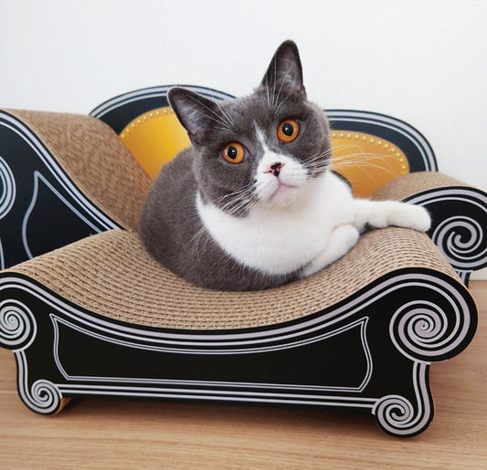 スタンダード＋スツールでのんびり。ブリティッシュショートヘアのJillちゃん