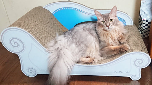 あなた色のブルーがお似合い♪ソマリのサンクレール君