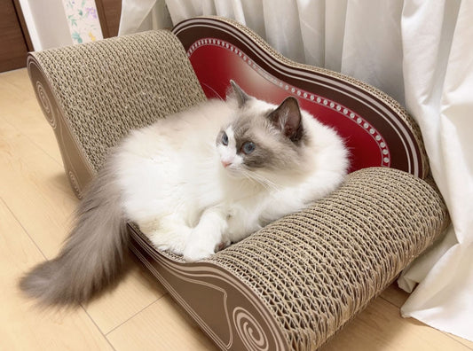 爪とぎは毎日カリカリーナで。ラグドールのみるくちゃん