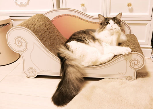 すぐに寛いで爪とぎ。ノルウェージャンフォレストキャットのルーシーちゃん