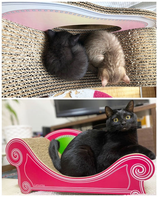 2台目のカリカリーナは「あなた色」。早速くつろぐ、むーちゃん