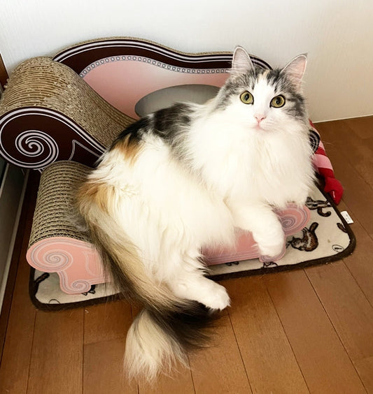 届いた途端お気に入り♪ノルウェージャンフォレストキャットのミケランジェラちゃん