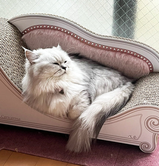 Luceはお気に入りのくつろぎスペース。ミヌエットのベルちゃん