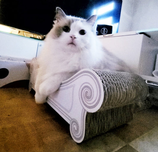 スツールで寛ぐ、ラグドールのキララちゃん