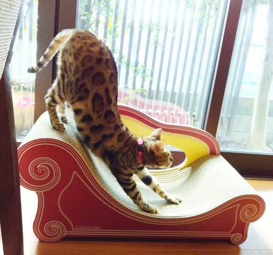 設置してすぐ、ヘソ天でゴキゲン♪ベンガルのバジルちゃん