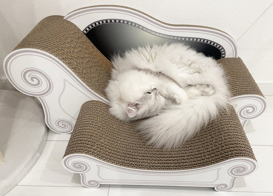 あなた色ホワイト×ブラックが毛色にぴったり♪ペルシャのノエルちゃん