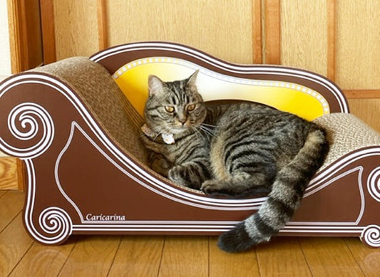 2台目のカリカリーナもお気に入り♪キジトラのハナちゃん