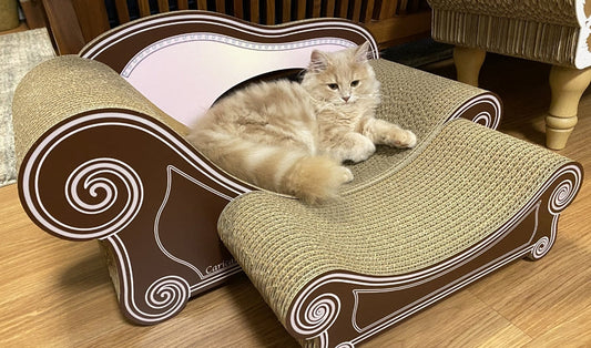 お姉ちゃんお兄ちゃんのソファーを独り占め? サイベリアンのレンちゃん