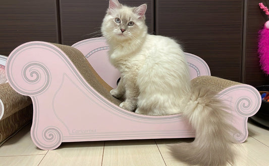 シェルピンクのソファーがお似合い♪サイベリアンのゼウス君